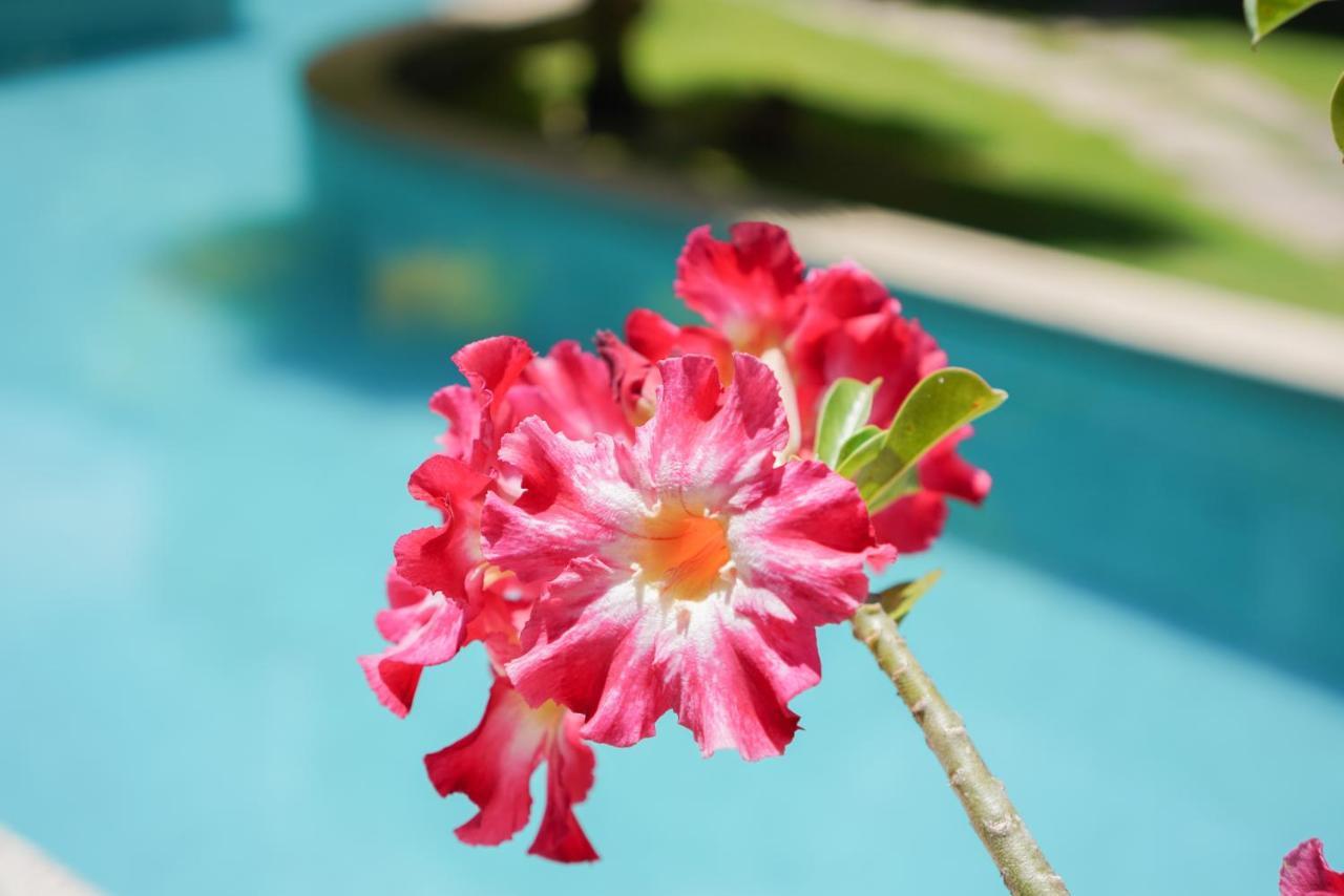 Flor Da Mata Aparthotel Praia de Pipa Kültér fotó